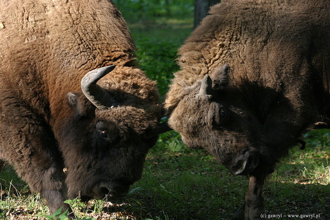 Bialowieza National Park