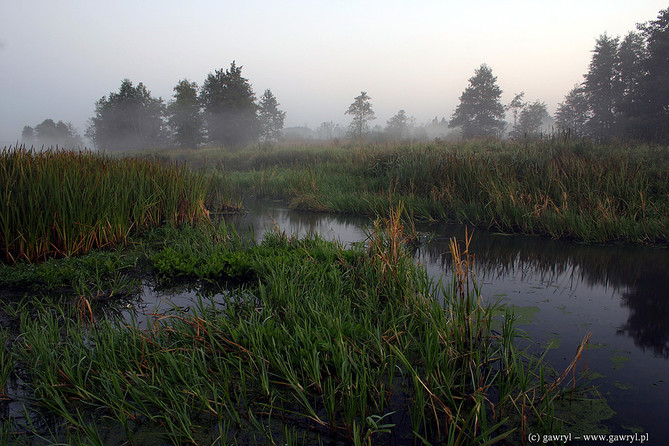 Bialowieza National Park