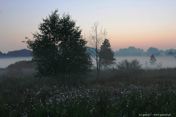 Bialowieza National Park