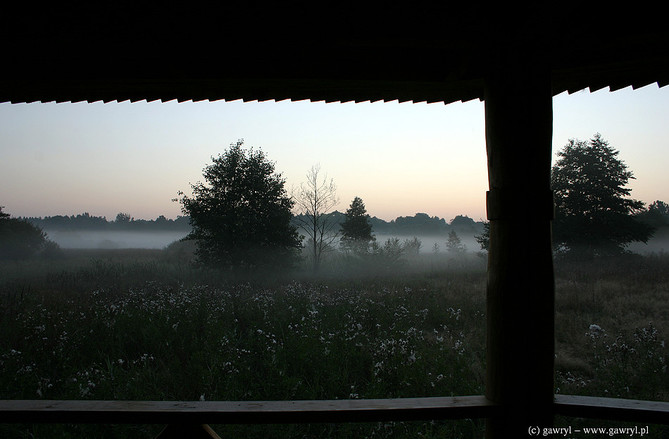 Bialowieza National Park