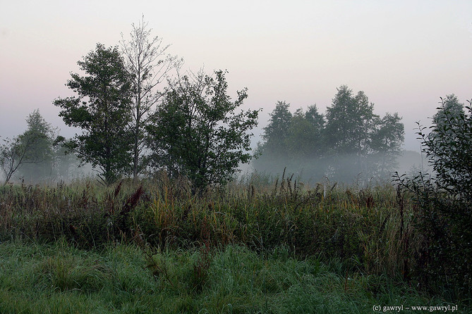 Bialowieza National Park