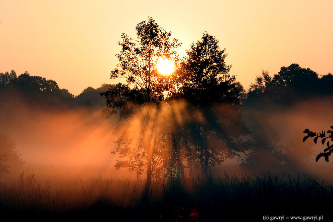 Bialowieza National Park