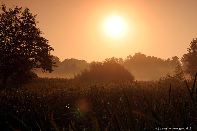 Bialowieza National Park