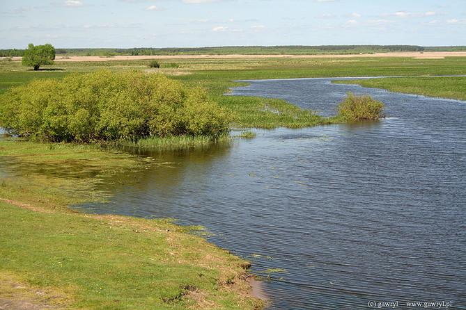 Biebrza River