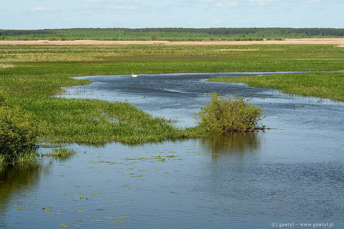 Biebrza River