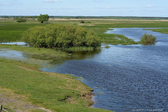 Biebrza River
