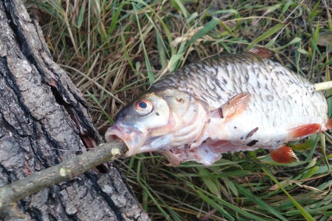 Narew River, Common roach