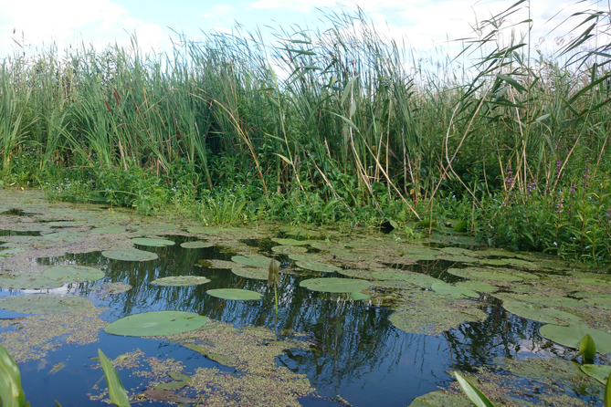 Narew River