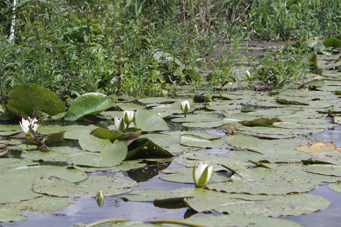 Narew River
