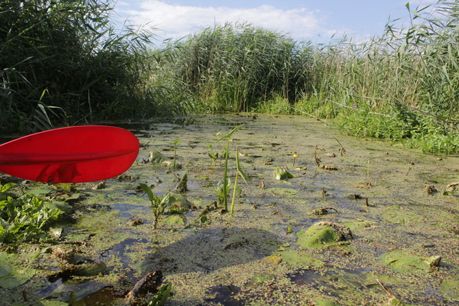 Narew River