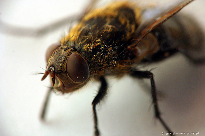macro photography
