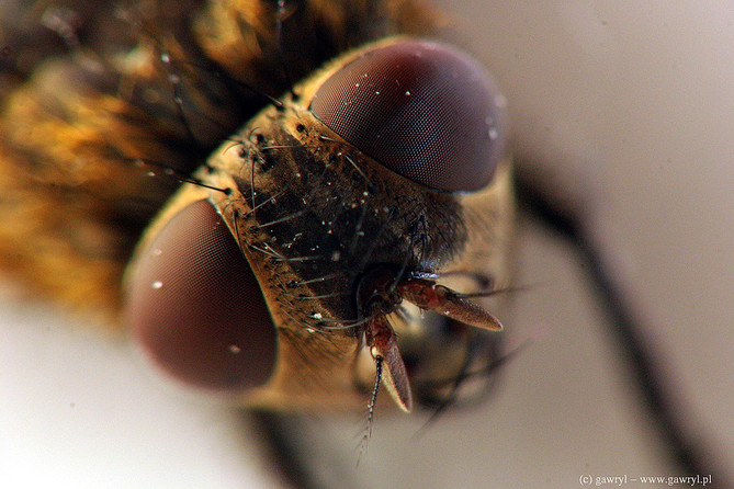 macro photography