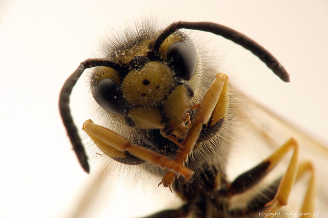 macro photography