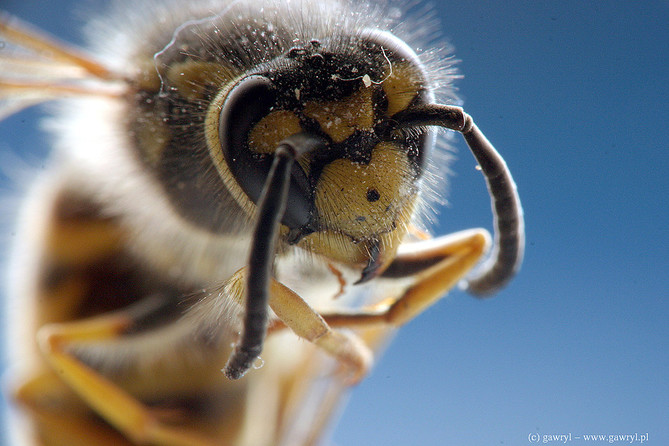 macro photography
