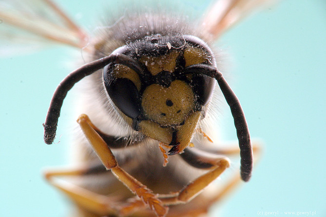 macro photography