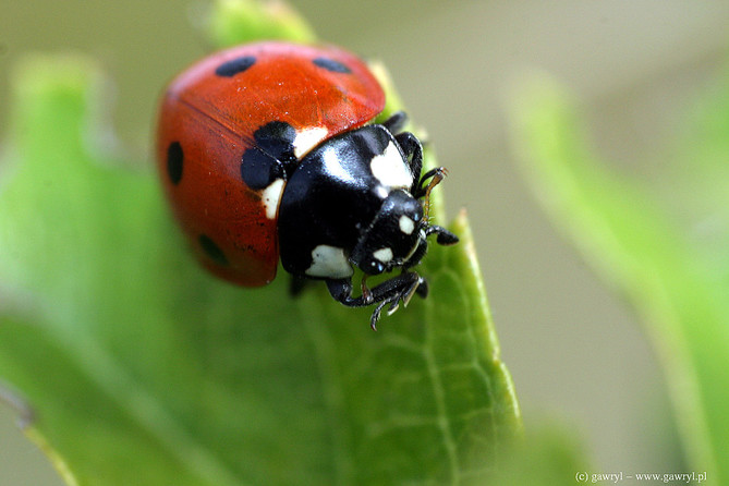 macro photography