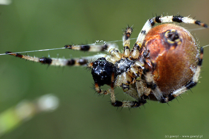 macro photography