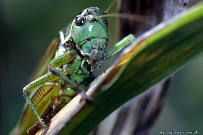 macro photography