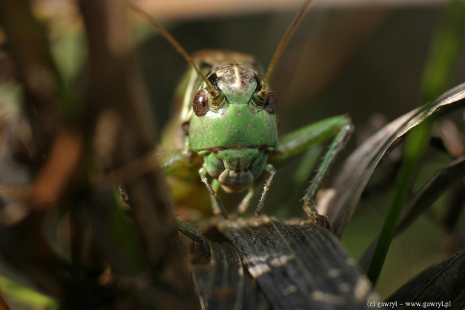 macro photography