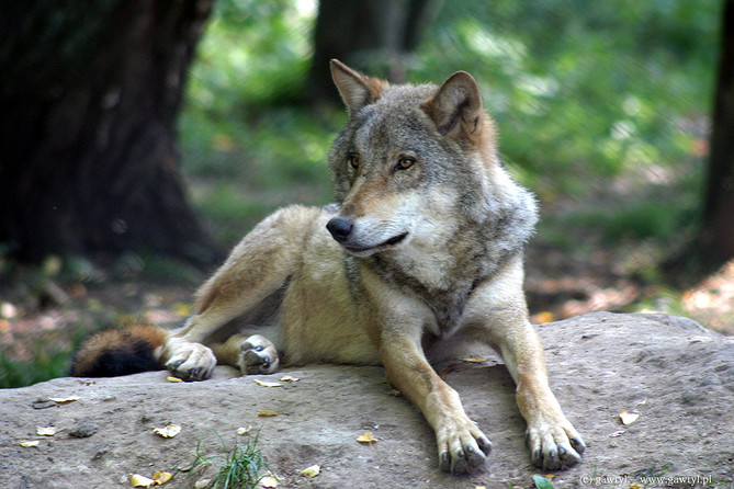 Bialowieza National Park