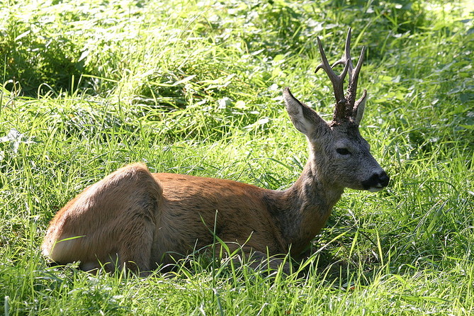 Bialowieza National Park
