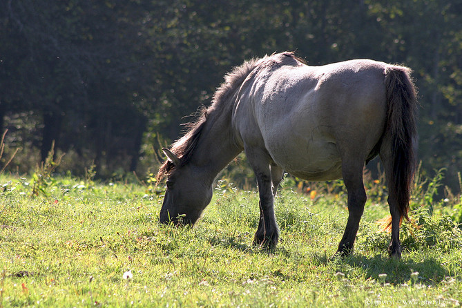 Bialowieza National Park