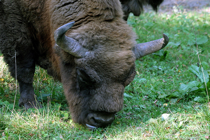 Bialowieza National Park